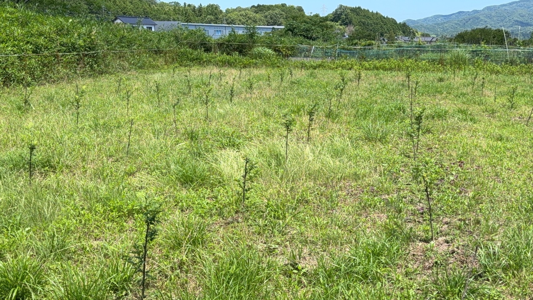 山椒の苗木を植えて3ヶ月になりました