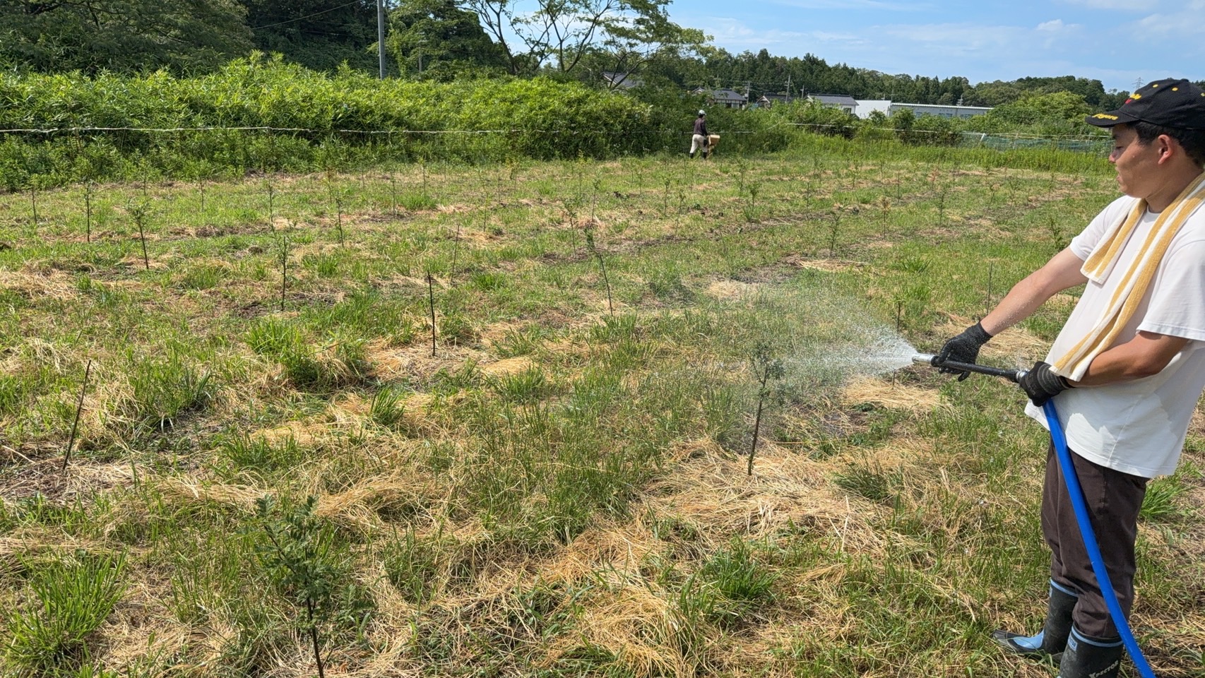山椒の木が暑さに負けないよう水やり中！