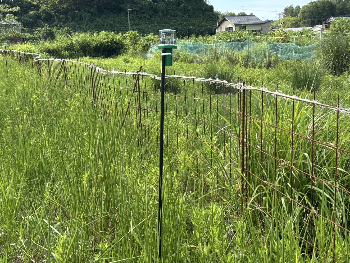 山椒の木が獣害に遭わないように対策グッズを設置しました。